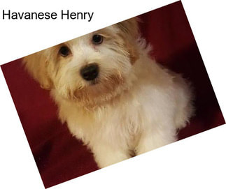 Havanese Henry