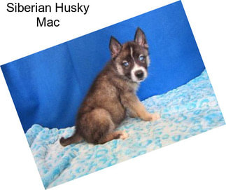 Siberian Husky Mac