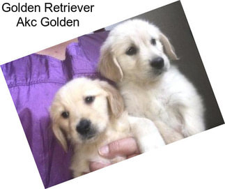 Golden Retriever Akc Golden