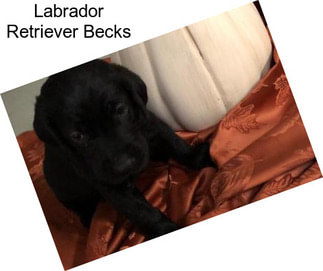 Labrador Retriever Becks