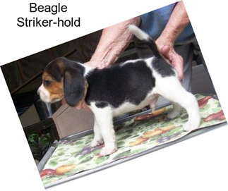Beagle Striker-hold