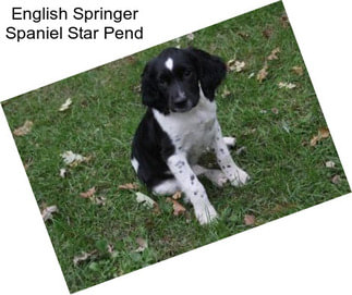 English Springer Spaniel Star Pend