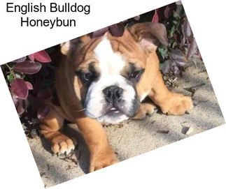 English Bulldog Honeybun
