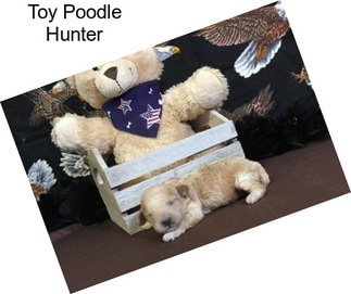Toy Poodle Hunter