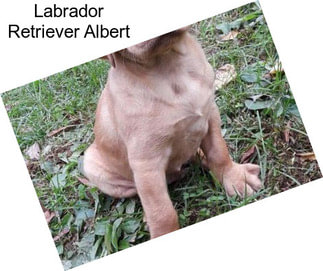 Labrador Retriever Albert