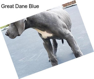 Great Dane Blue