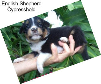 English Shepherd Cypresshold