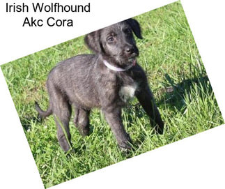 Irish Wolfhound Akc Cora