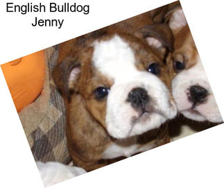 English Bulldog Jenny