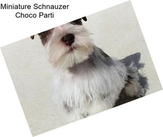 Miniature Schnauzer Choco Parti