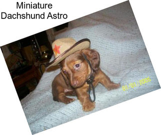 Miniature Dachshund Astro