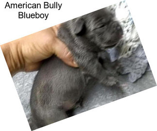 American Bully Blueboy