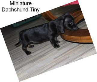 Miniature Dachshund Tiny