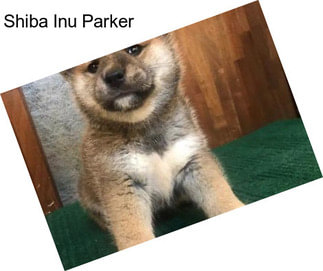 Shiba Inu Parker
