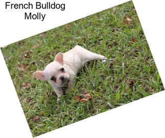 French Bulldog Molly