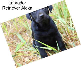 Labrador Retriever Alexa