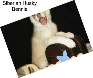 Siberian Husky Bennie
