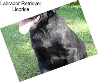 Labrador Retriever Licorice