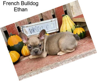 French Bulldog Ethan