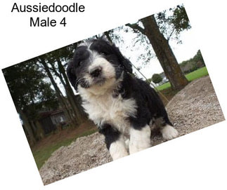 Aussiedoodle Male 4