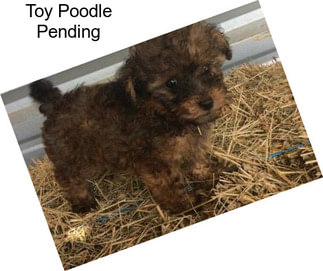 Toy Poodle Pending