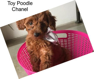 Toy Poodle Chanel
