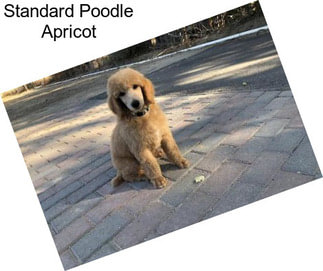 Standard Poodle Apricot