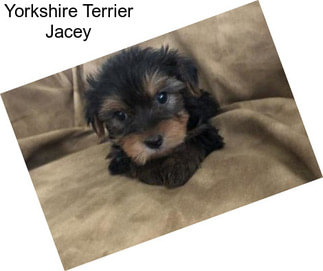 Yorkshire Terrier Jacey