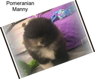 Pomeranian Manny