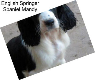 English Springer Spaniel Mandy