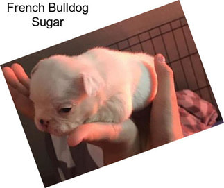French Bulldog Sugar