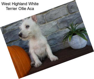 West Highland White Terrier Ollie Aca