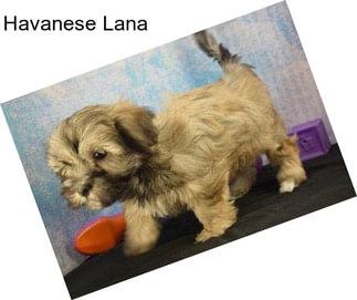 Havanese Lana