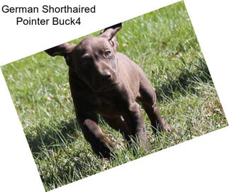 German Shorthaired Pointer Buck4