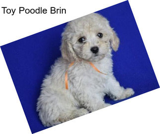 Toy Poodle Brin