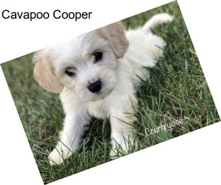 Cavapoo Cooper