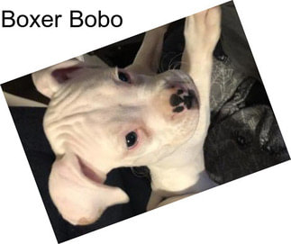Boxer Bobo