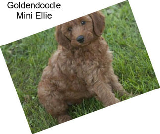 Goldendoodle Mini Ellie