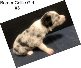 Border Collie Girl #3
