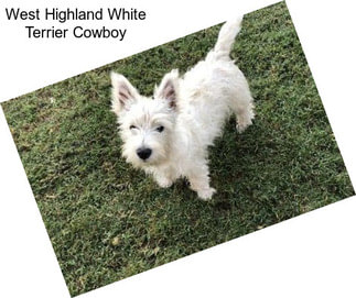 West Highland White Terrier Cowboy