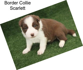 Border Collie Scarlett