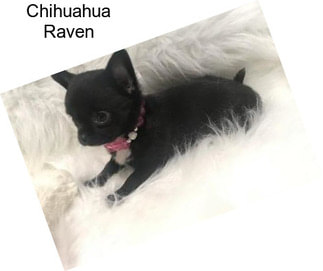 Chihuahua Raven