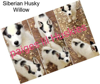 Siberian Husky Willow