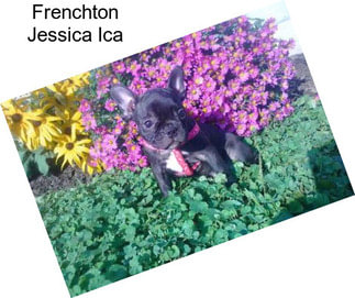 Frenchton Jessica Ica