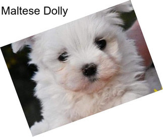 Maltese Dolly