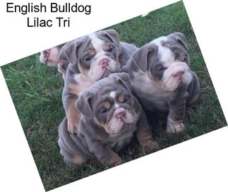 English Bulldog Lilac Tri