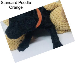 Standard Poodle Orange