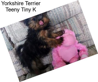 Yorkshire Terrier Teeny Tiny K