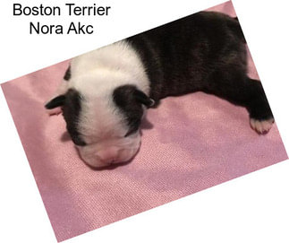 Boston Terrier Nora Akc