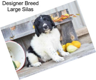 Designer Breed Large Silas